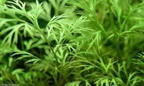 Image result for Aquarium Plants With Simple Alternate Leaf Floating Beneath Water.