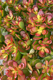 Image result for Crassula zombensis