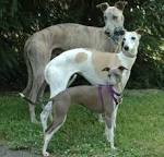 Rampur Greyhound: History, Facts, Personality, Temperament ...
