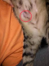 Incubation in the cat is generally less than in the dog and is how long can a person live with liver failure? Weird Lump On Cats Belly Please Read Help Thecatsite