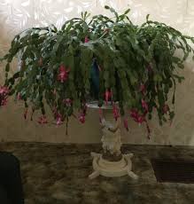 And such, you can immediately go to okran's pride to start as farmers. 100 Year Old Christmas Cactus Matureplants