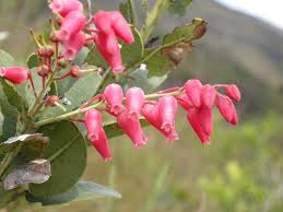 Image result for Agarista