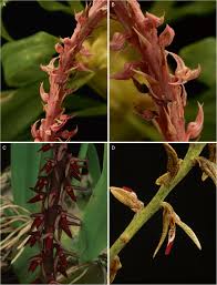 Image result for Bulbophyllum elliotii