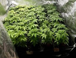 Automatic Irrigation For Cannabis Alchimia Grow Shop