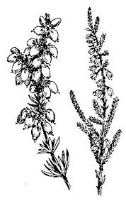 Heather Flower Drawing At Paintingvalley Com Explore Collection Of Heather Flower Drawing Either way, these easy flower drawings are perfect if you want to explore different drawing techniques.