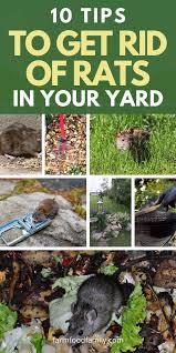 Everyone worries about how to get rid of rats when they find them in their kitchen, yard, shed or house. How To Get Rid Of Rats In Garden 10 Tips On Having A Rat Free Yard In 2020 Getting Rid Of Rats Garden Problems Backyard