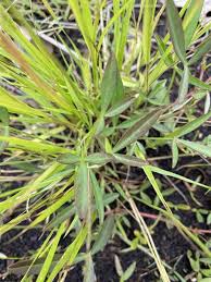 Image result for Lotononis bainesii