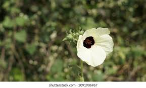 Image result for Hibiscus vitifolius
