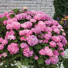 Hydrangea was created by timothy d. Let S Dance Big Easy Hydrangea Spring Meadow Wholesale Liners Spring Meadow Nursery