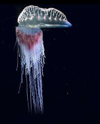 Siphonophores The Longest Animals On The Planet In Pictures Ocean Creatures Deep Sea Creatures Portuguese Man O War