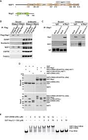Founded in 1954, victor taichung machinery works co., ltd. Nsp1 Protein Of Sars Cov 2 Disrupts The Mrna Export Machinery To Inhibit Host Gene Expression Science Advances