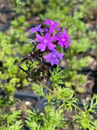 Image result for Verbena × teasii