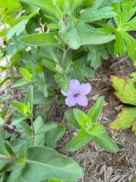 Image result for Vandellia humilis