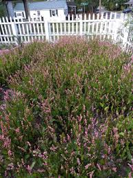 Image result for Indigofera manyoniensis