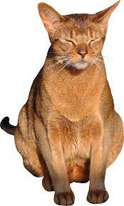 Cat Png With Transparent Background 1 By Meinlilapark On Deviantart