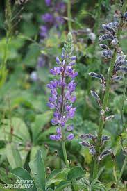 Another old common name for this plant is colic root, alluding to its medicinal use. Purple Perennial Flowers 24 Brilliant Choices For Gardens