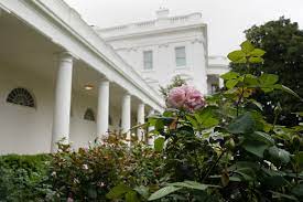 First lady melania trump unveiled a newly renovated white house rose garden on aug. Spruced Up White House Rose Garden Set For First Lady Speech