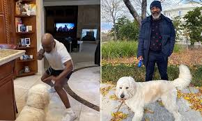 We did not find results for: Mike Tyson Shows There S Life In The Old Dog Yet As He Jokingly Spars With His Pet Pooch At Home Daily Mail Online