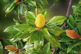 It is composed of elongated, spiny protuberances and individual follicles. Autumn Branch Of Magnolia Tree Magnolia Grandiflora With Stock Photo Picture And Royalty Free Image Image 133993881