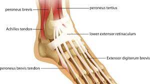 Ligaments and tendons come in many different sizes, and like rope, are made up of many smaller fibers. Tendons Of The Foot Joi Jacksonville Orthopaedic Institute