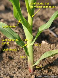 Exotic varieties of maize are collected to add genetic diversity when maize — ► noun chiefly brit. Determining Corn Leaf Stages Purdue University