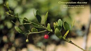 Image result for Crossopetalum