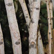 La sève de bouleau a envahi les rayons des magasins spécialisés et s'impose désormais comme un incontournable de la détox. Tronc De Bois Branches Planterra