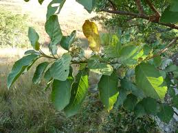 Image result for Maesa lanceolata
