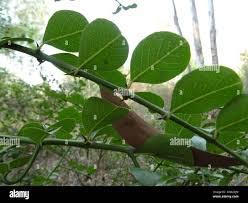 Image result for Scutia