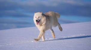 White Wolf 15 Photos Of The Most Amazing Animal In Alaska Arctic Wolves Arctic Wolf Animals Artic Wolf