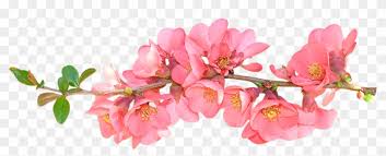 In the category spring png in gallery yopriceville you can find various clipart images with high resolution on a transparent background. Spring Flowers Transparent Background Free Transparent Png Clipart Images Download
