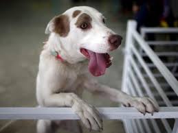 National dog day is celebrated annually on august 26. Ej 8qyeshubo2m