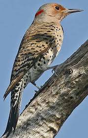 Birds That Lay Eggs On The Ground Ontario Northern Flicker With Images Backyard Birds Northern Flicker Birds