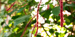 Image result for Acalypha fimbriata
