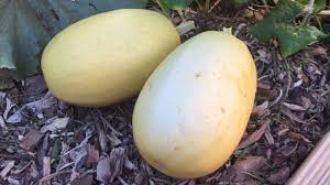Check spelling or type a new query. When And How To Harvest Spaghetti Squash Youtube