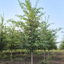 Image result for Ulmus