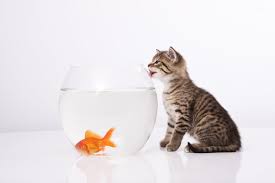 Check out this fantastic collection of magic cat wallpapers, with 44 magic cat background images for your desktop, phone or tablet. Black Cat And Orange Fish Digital Wallpaper Apofiss Cat Goldfish Bubbles Hd Wallpaper Wallpaper Flare