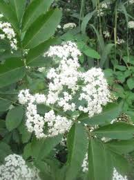 Check spelling or type a new query. Bush With Small White Flowers And Black Berries Hno At