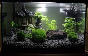 My Japan Themed Marimo Tank Fish Tank Marimo Scape