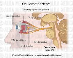 Its unlabeled, so that your practce better. Alila Medical Media The Oculomotor Nerve Unlabeled Medical Illustration