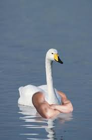 Bulky Swan Bird Meme Funny Animal Pictures Funny Images