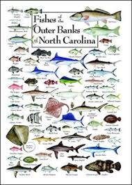 24 Uncommon North Carolina Saltwater Fish Chart