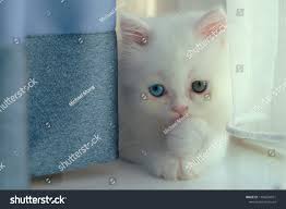 Adorable Pure White Odd Different Blue Stock Photo 1102634501