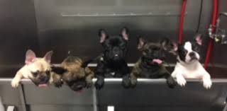 French bulldog puppies for sale. Colmar Frenchies French Bulldog Breeder New England Home