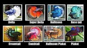 Table of contents ikan laga tidak dinafikan lagi adalah antara ikan air. Jenis Ikan Cupang Yang Menarik Dan Menggemaskan Kargoku Id