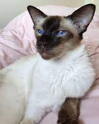 Oriental Shorthair Cat Oriental Shorthair Cats Oriental Shorthair Pedigree Cats