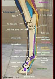 Horse owners understand hoof and leg anatomy better when they can see the horse leg bones strung together. Huesos Ligamentos Y Tendones Del Miembro Posterior Horse Health Horse Anatomy Anatomy