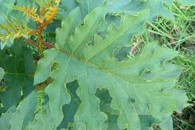 Image result for Solanum chrysotrichum
