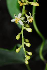 Image result for Dioscorea schimperiana