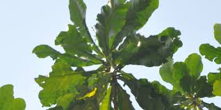 Image result for Anthocleista